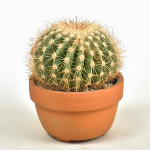 Kaktus fotel teściowej, znany również jako Echinocactus grusonii, to popularny sukulent o wyjątkowym wyglądzie. Jego kształt przypomina kulisty fotel, stąd pochodzi jego popularna nazwa. Ten kaktus jest ceniony ze względu na swoje kolce i charakterystyczny wygląd.
