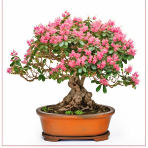 Lagerstremia indyjska, znana również jako róże indyjskie, to popularne krzewy ozdobne, które charakteryzują się pięknymi, kolorowymi kwiatami. Są one często uprawiane w ogrodach ze względu na swój efektowny wygląd i długotrwałe kwitnienie.