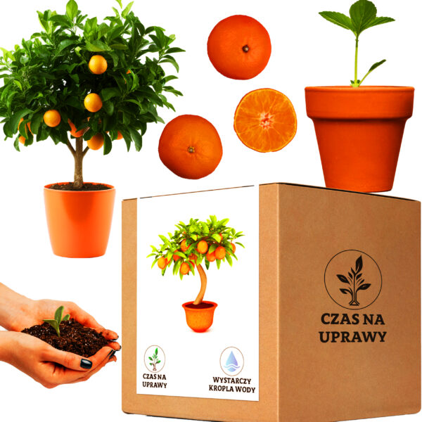 Drzewko pomarańczowe, znane również jako drzewo cytrusowe, odnosi się do różnych gatunków drzew z rodzaju Citrus, które wydają owoce o charakterystycznym pomarańczowym kolorze.