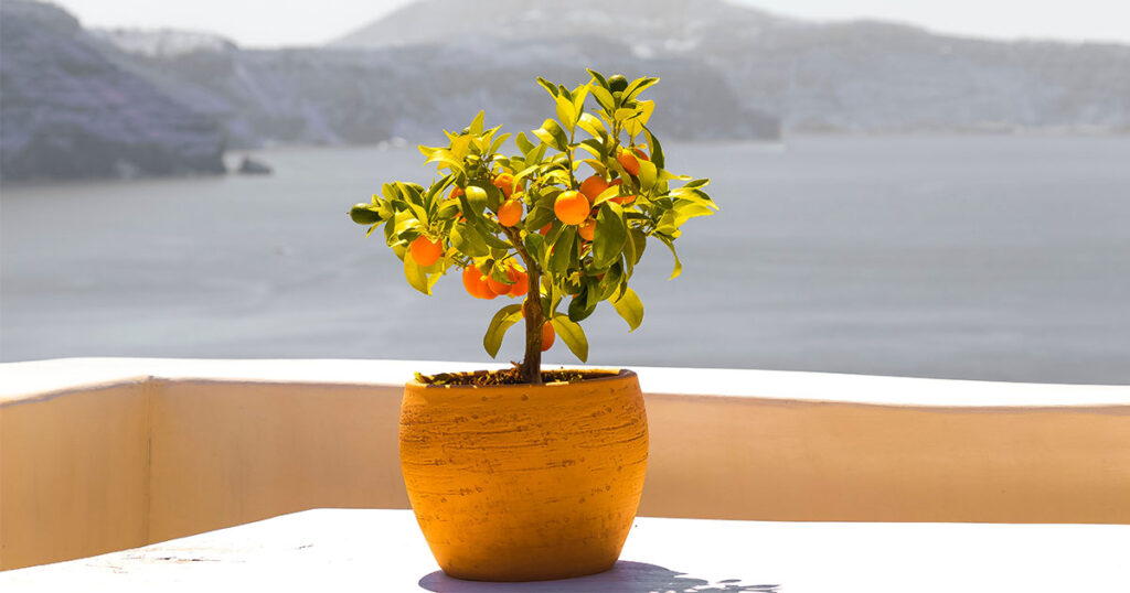 Drzewko pomarańczowe, znane również jako drzewko cytrusowe, to drzewo owocowe z rodziny Rutaceae.