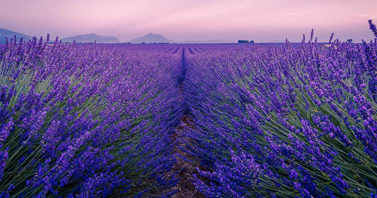 Lawenda lekarska (Lavandula angustifolia) to popularna roślina z rodziny jasnotowatych (Lamiaceae), znana ze swojego pięknego wyglądu i aromatycznych kwiatów. Jest ceniona zarówno ze względu na swoje właściwości lecznicze, jak i dekoracyjne.