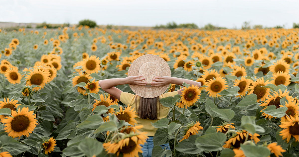 Słonecznik ozdobny, znany również jako Helianthus annuus, to gatunek słonecznika, który jest uprawiany ze względu na swoje efektowne kwiaty i dekoracyjne wartości.