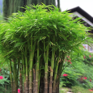 Bambus mrozoodporny to doskonały wybór rośliny do zimowych ogrodów i krajobrazów. Ten specjalny rodzaj bambusa jest odporny na niskie temperatury i może przetrwać surowe warunki zimowe. Odkryj urok i trwałość bambusa mrozoodpornego, który dodaje naturalnego piękna i egzotycznego uroku do Twojego ogrodu nawet w czasie zimy