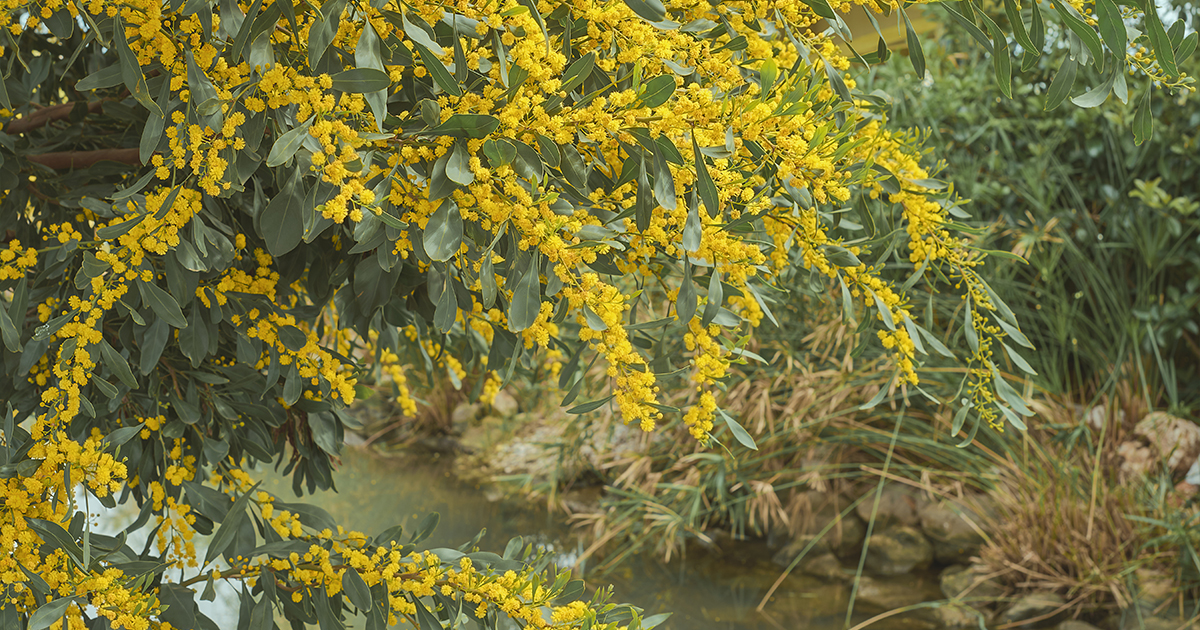 Akacja srebrzysta, znana również jako Acacia dealbata, to gatunek drzewa lub dużego krzewu należącego do rodziny bobowatych (Fabaceae).