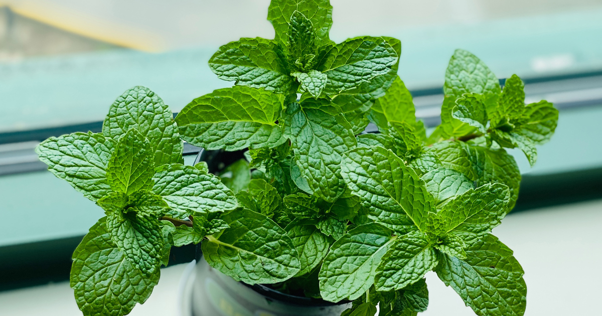 Mięta pieprzowa (Mentha x piperita) to popularna roślina z rodziny jasnotowatych (Lamiaceae), która jest powszechnie uprawiana zarówno ze względu na swoje zastosowania kulinarne, jak i lecznicze.