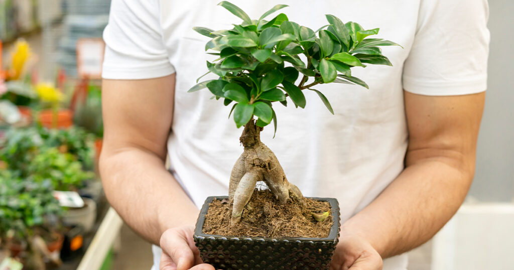Sztuka bonsai to japońska technika hodowli drzewek w małej skali, aby stworzyć miniatury naturalnych drzew.