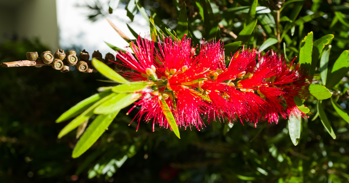 Callistemon citrinus, znany również jako kuflik cytrynowy, to gatunek rośliny z rodziny mirtowatych.