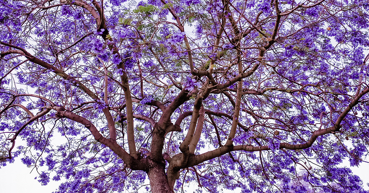 Paulownia cesarska (Paulownia tomentosa) to gatunek drzewa pochodzącego z Chin, choć obecnie jest uprawiana na całym świecie ze względu na swoje cechy dekoracyjne i gospodarcze.