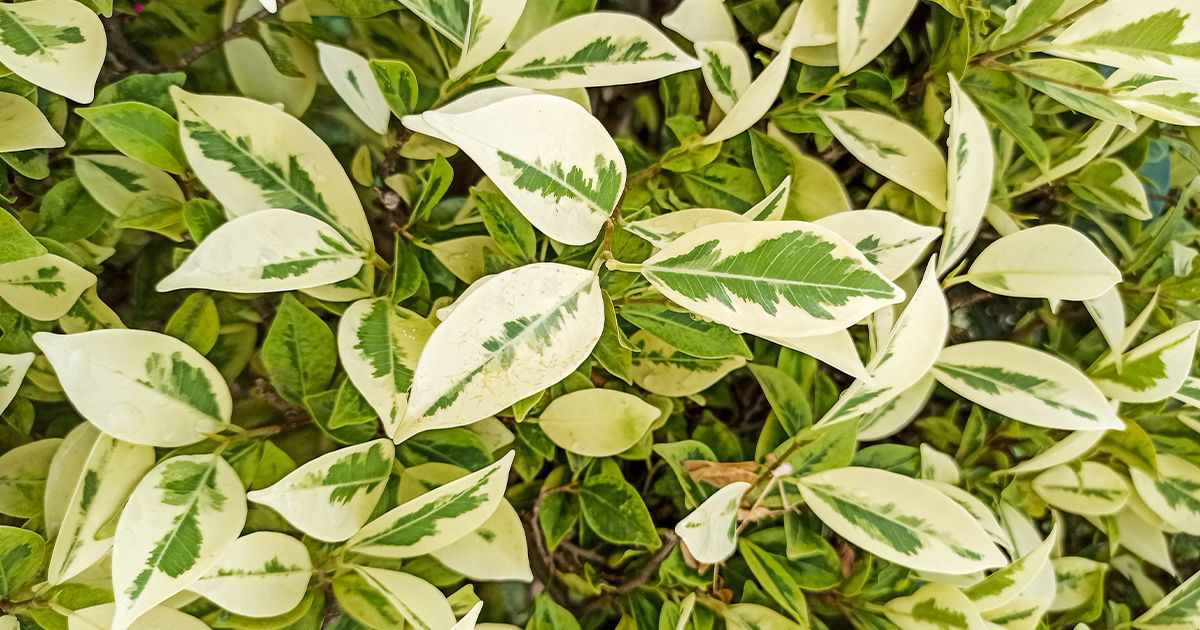 Fikus benjamin (Ficus benjamina) to popularna roślina doniczkowa, znana również jako drzewko beniaminek.