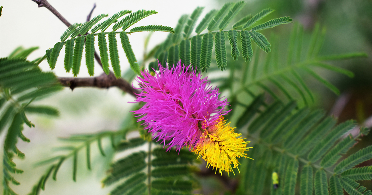 Mimoza wstydliwa (Mimosa pudica) to roślina o niezwykłym zachowaniu. Jest znana również pod nazwami "roślina wrażliwa" lub "roślina ruchliwa".