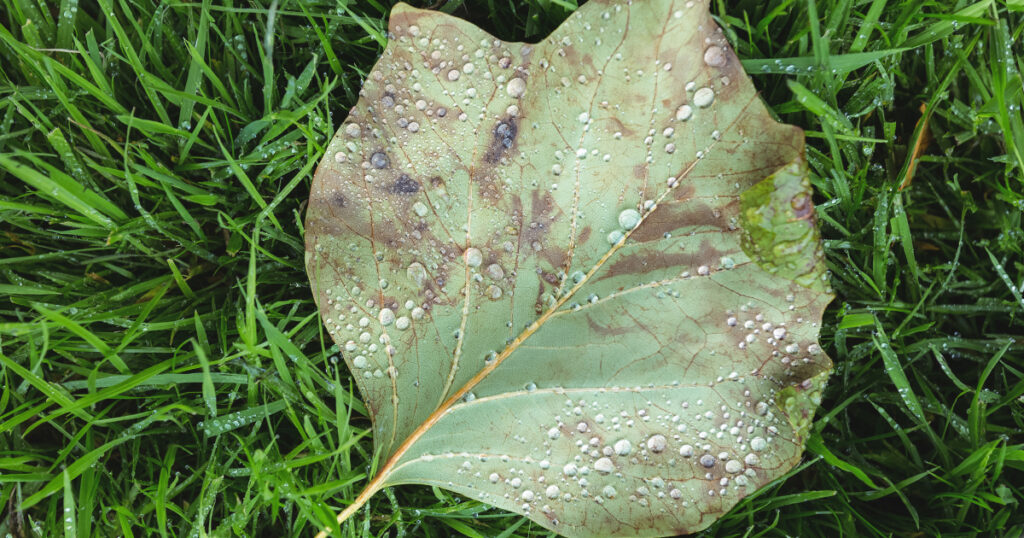 Brązowienie liści u roślin może być spowodowane różnymi czynnikami.