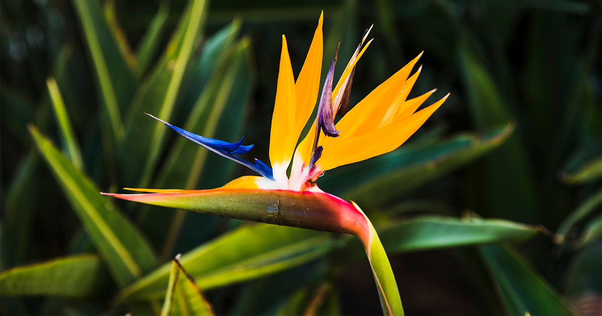 Strelitzia reginae, powszechnie znana jako Strzelista królewska lub Ptak Rajski, to gatunek rośliny kwiatowej pochodzącej z Afryki Południowej.