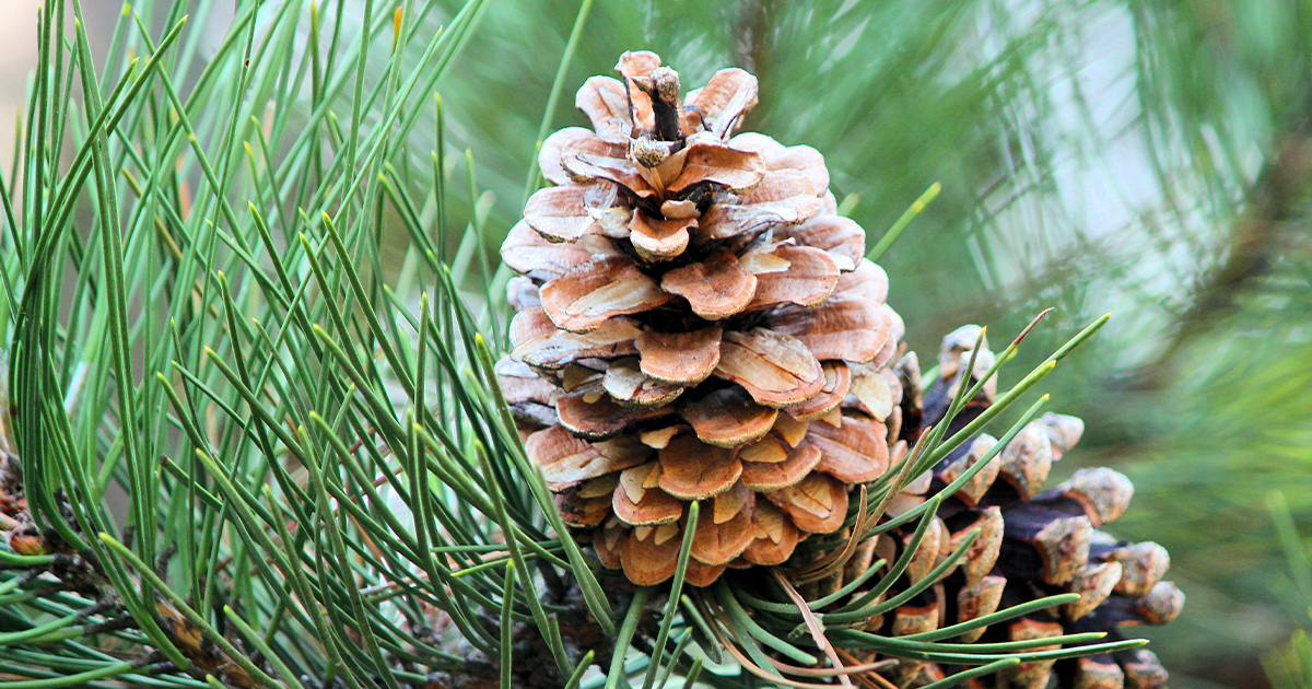 Sosna czarna, znana również jako Pinus nigra, to gatunek iglastego drzewa należący do rodziny sosnowatych (Pinaceae).