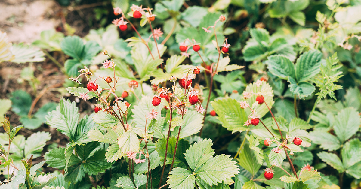 Poziomka (Fragaria) to popularny owoc, który występuje w różnych odmianach i gatunkac