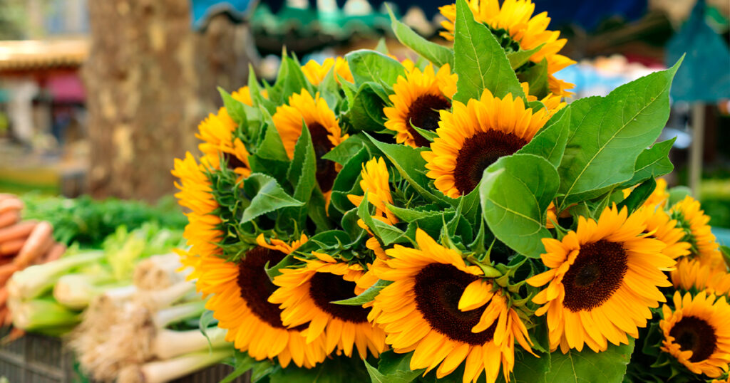 Słonecznik ozdobny Taiyo (Helianthus annuus 'Taiyo') to popularna odmiana słonecznika, która charakteryzuje się dużymi, jaskrawożółtymi kwiatami.