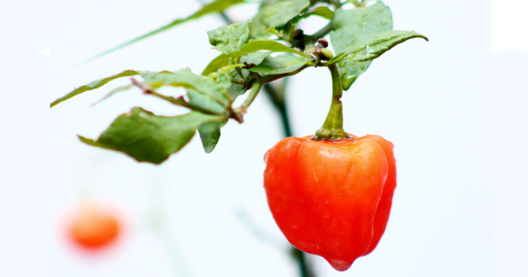 Paprykę Habanero można także uprawiać w szklarni lub jako roślinę doniczkową wewnątrz.
