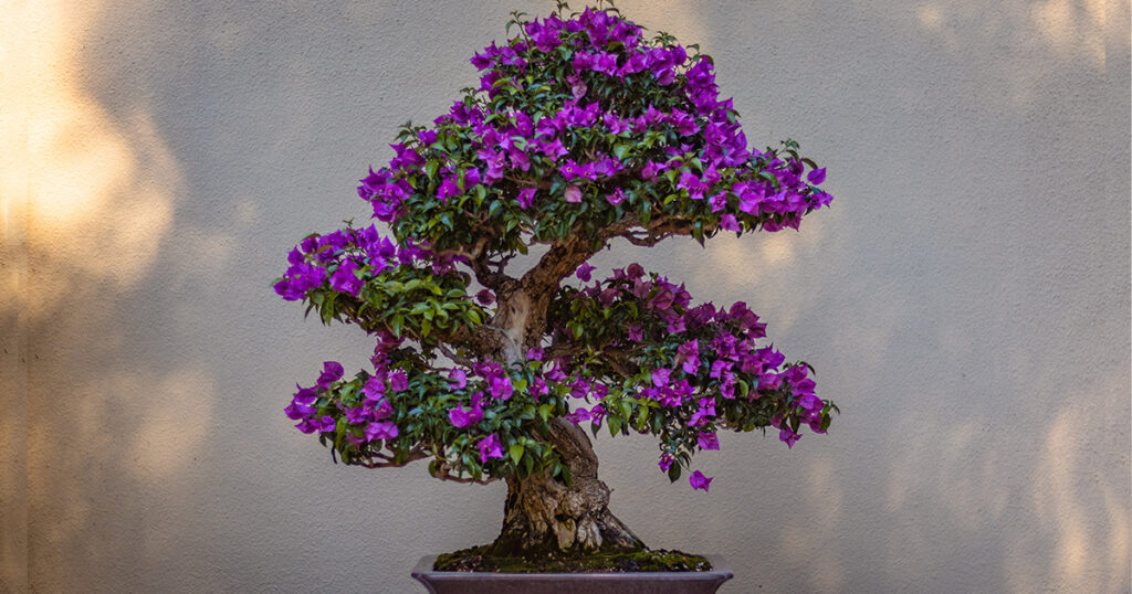 Kształtowanie paulowni na bonsai może być wyzwaniem, ponieważ jest to duże drzewo o szybkim tempie wzrostu.