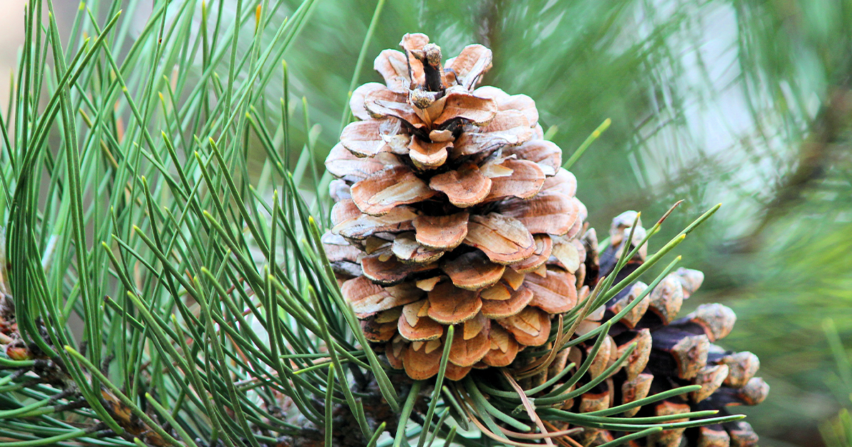 Sosna czarna (Pinus nigra) to gatunek drzewa iglastego z rodziny sosnowatych (Pinaceae). Jest szeroko rozpowszechniona w Europie Południowej i Azji Mniejszej.