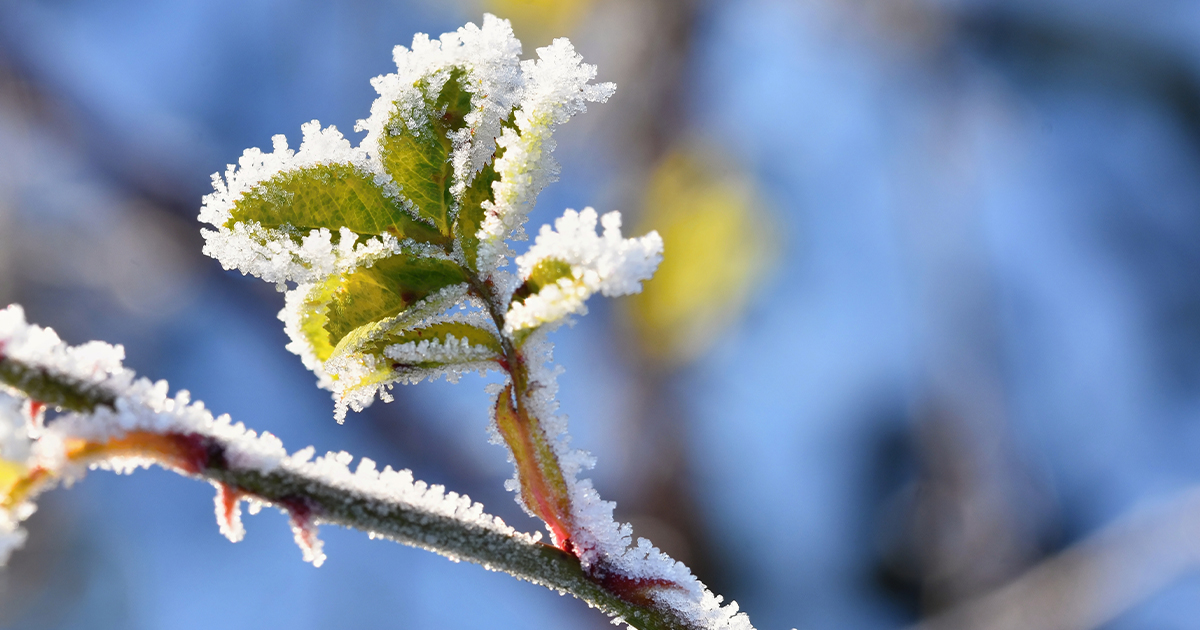 Drzewko truskawkowe, znane również jako truskawka drzewiasta (Arbutus unedo), to gatunek rośliny z rodziny wrzosowatych, której owoce przypominają truskawki, stąd nazwa.