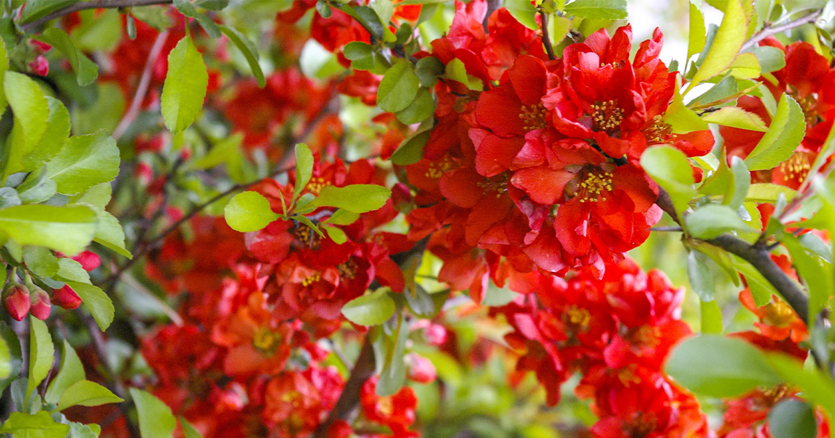 Pigwowiec japoński, znany również jako Chaenomeles japonica, to gatunek rośliny należący do rodziny różowatych (Rosaceae).